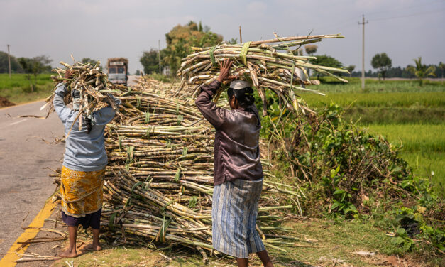 Indian doctors are removing the wombs of cane-cutters to increase productivity