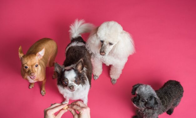 Why Gen Z prefers dogs to babies