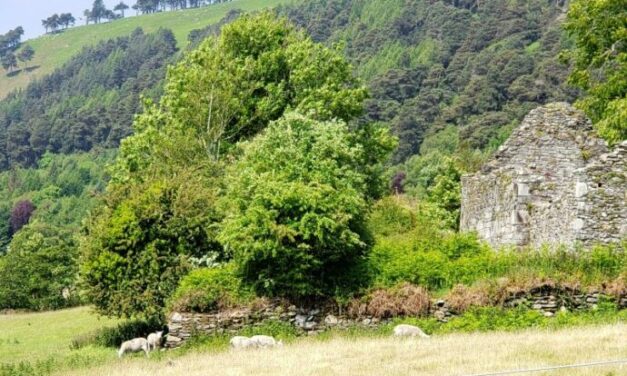 Family Farms and Faith: Lessons From Irish Culture