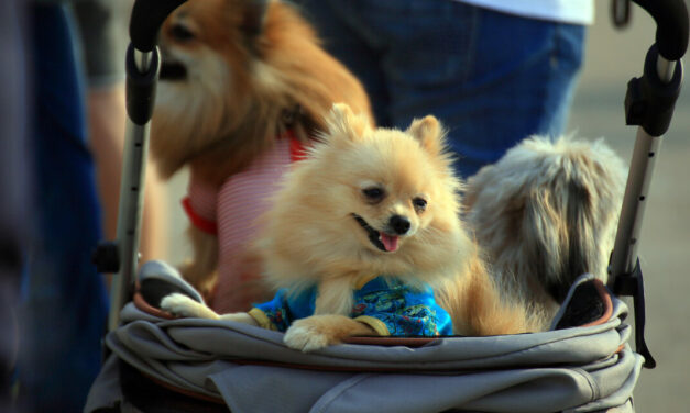 Pets Aren’t Children: ‘Fur Babies’ and the Worship of Feelings