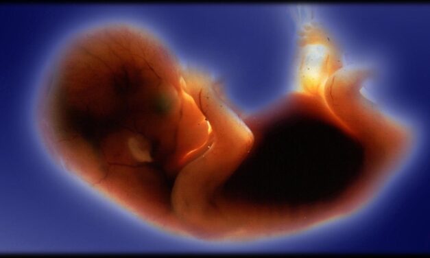 Could ‘exceptions’ to protecting all preborn children destroy every pro-life law?