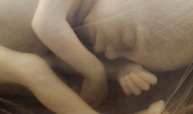 The story of Clementine’s abortion went viral. Now her father’s fighting to give her a funeral