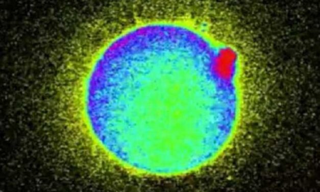 Human Life Begins at Conception: One Single Cell Becomes Trillions