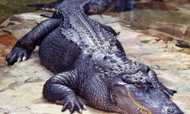 3-year-old critically injured after man allegedly tosses him into crocodile enclosure at zoo